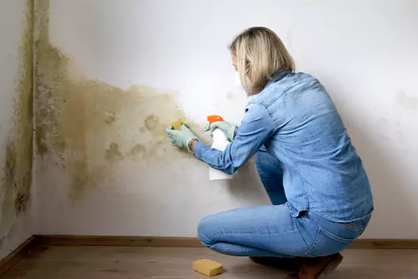 Mold Removal