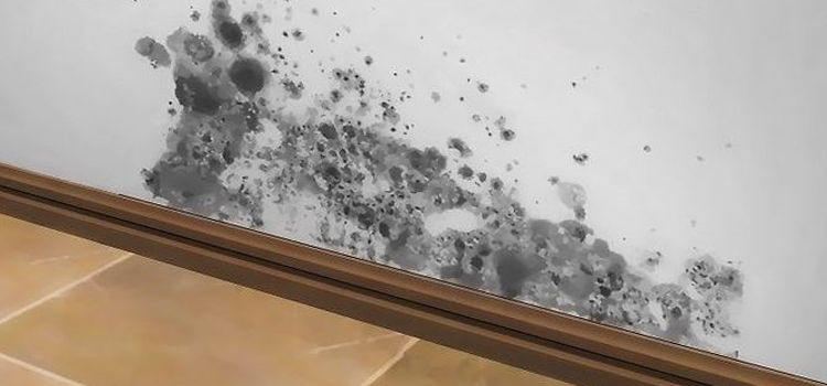 black mold cleaning