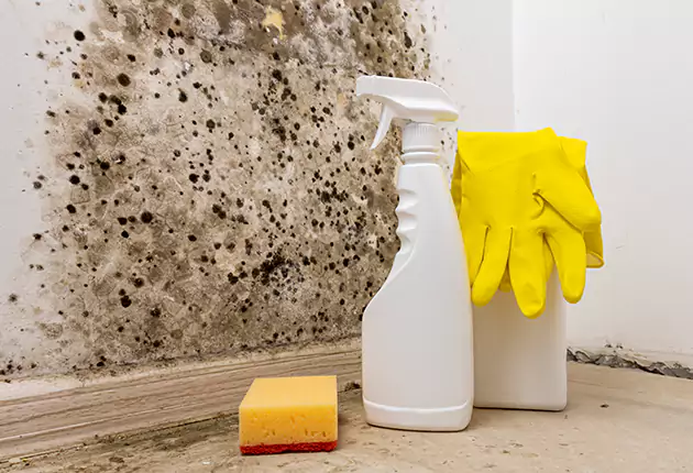 About Contractor UAE – Mold Removal Service